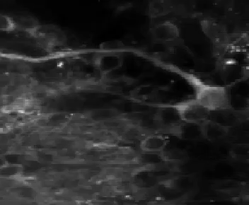 PG cells responding to respiration and odour stimulation