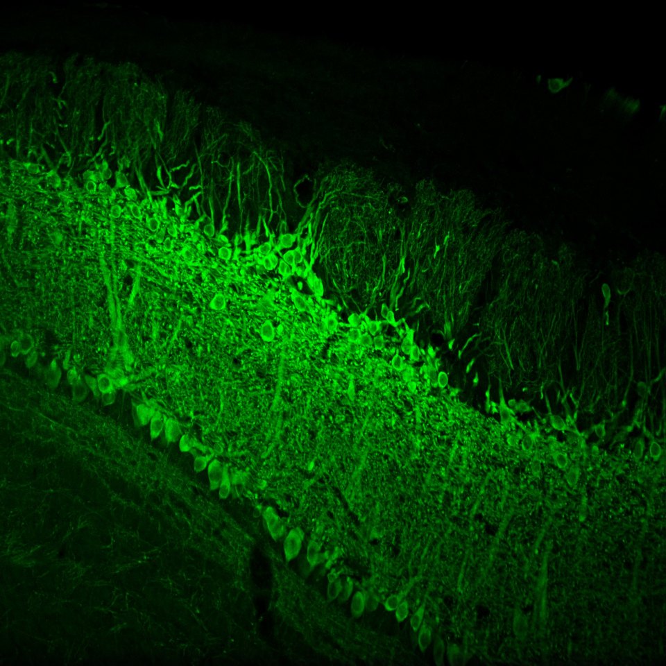 Mitral Tufted GCaMP6
