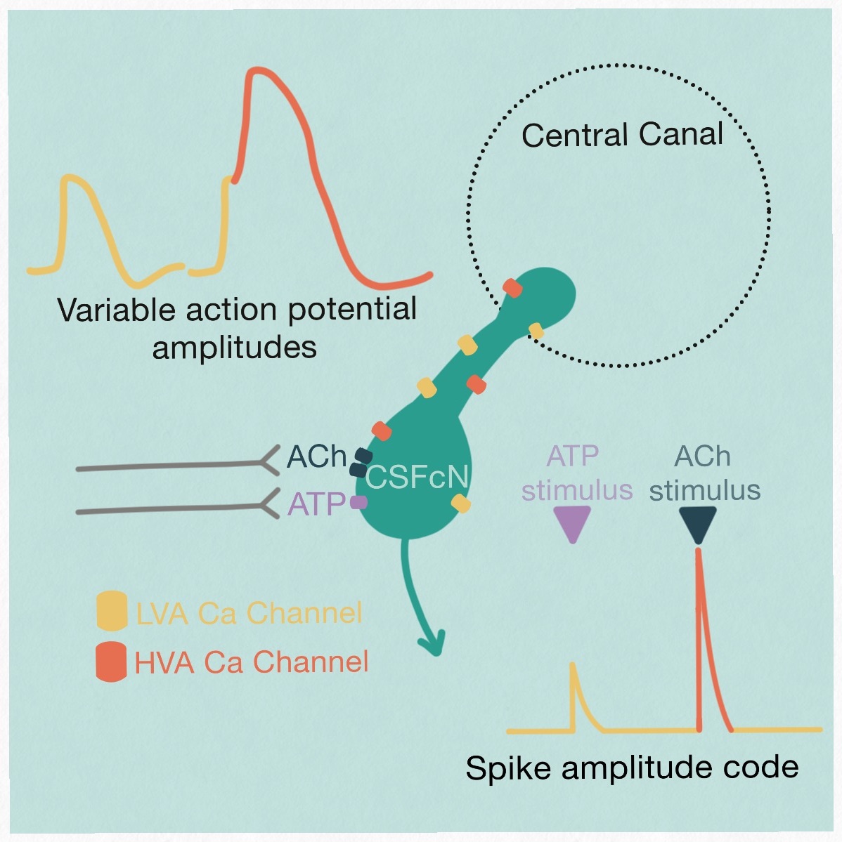 Spinal Sensory Neurons with novel action potentials – Johnston Lab